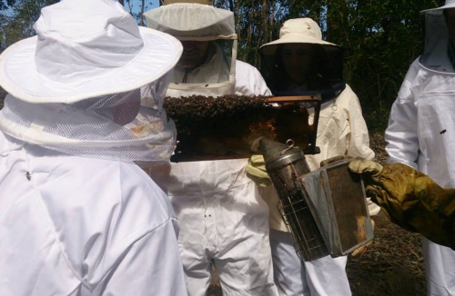 Bees at Honeywood Farm
